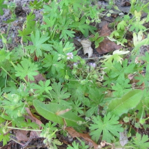 Photographie n°82036 du taxon Geranium L. [1753]