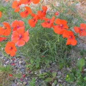 Photographie n°82040 du taxon Papaver rhoeas L.