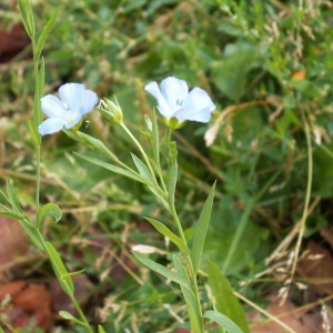 Photographie n°82045 du taxon Linum leonii F.W.Schultz [1838]