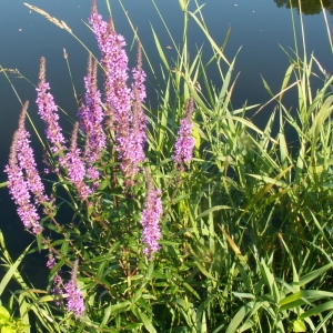 Photographie n°82056 du taxon Lythrum salicaria L.