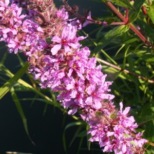 Photographie n°82057 du taxon Lythrum salicaria L.