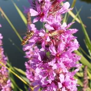 Photographie n°82058 du taxon Lythrum salicaria L.