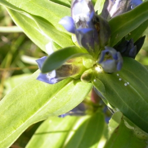  - Gentiana cruciata L. [1753]