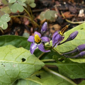 Photographie n°82067 du taxon Solanum dulcamara L. [1753]