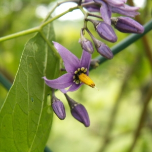 Photographie n°82068 du taxon Solanum dulcamara L. [1753]