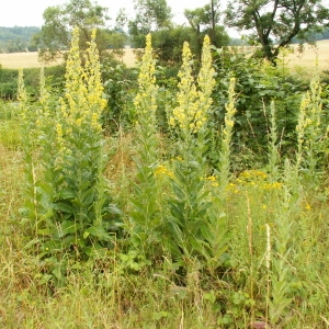 Photographie n°82079 du taxon Verbascum lychnitis L. [1753]