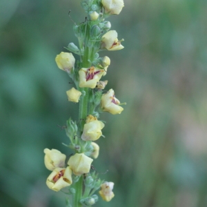 Photographie n°82093 du taxon Verbascum album Mill. [1768]