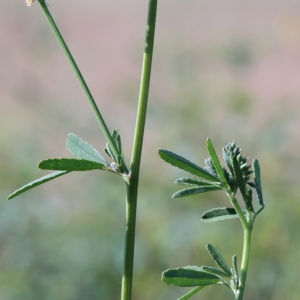 Photographie n°82096 du taxon Melilotus officinalis (L.) Lam. [1779]