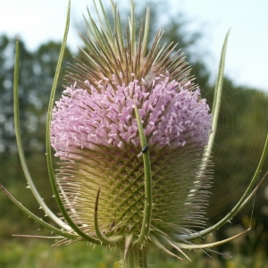 Photographie n°82119 du taxon Dipsacus fullonum L. [1753]