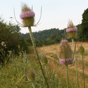 Photographie n°82120 du taxon Dipsacus fullonum L. [1753]