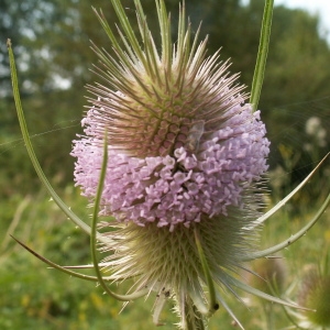 Photographie n°82122 du taxon Dipsacus fullonum L. [1753]