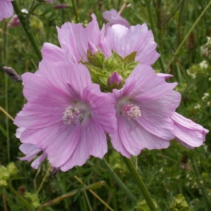 Photographie n°82124 du taxon Malva moschata L. [1753]