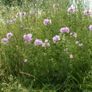 Photographie n°82125 du taxon Malva moschata L. [1753]