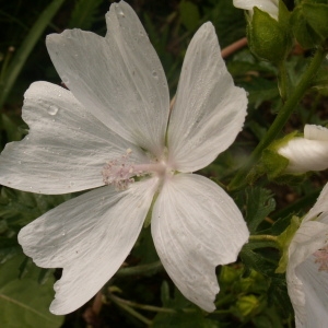 Photographie n°82126 du taxon Malva moschata 'Alba'