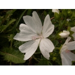 Malva moschata cv. Alba 