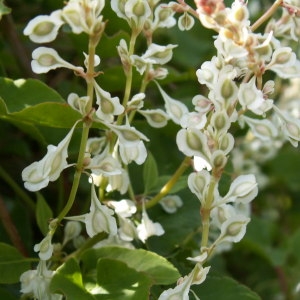 Photographie n°82136 du taxon Fallopia aubertii (L.Henry) Holub [1971]