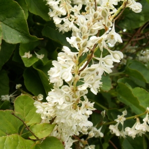 Photographie n°82137 du taxon Fallopia aubertii (L.Henry) Holub [1971]