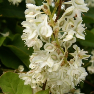 Photographie n°82139 du taxon Fallopia aubertii (L.Henry) Holub [1971]