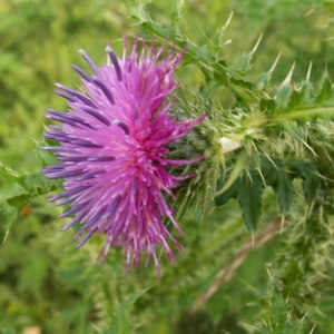 Photographie n°82144 du taxon Asteraceae 