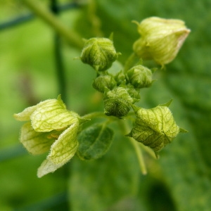 Photographie n°82152 du taxon Bryonia dioica Jacq. [1774]