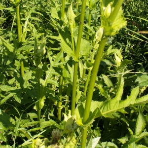 Photographie n°82173 du taxon Cirsium oleraceum (L.) Scop. [1769]