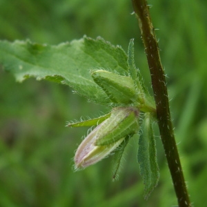 Photographie n°82186 du taxon Campanula rapunculoides L. [1753]