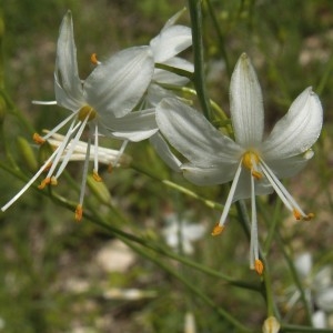 Photographie n°82190 du taxon Anthericum ramosum L. [1753]