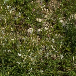 Photographie n°82191 du taxon Anthericum ramosum L. [1753]