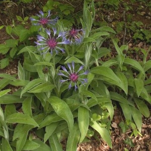 Photographie n°82198 du taxon Centaurea montana L. [1753]