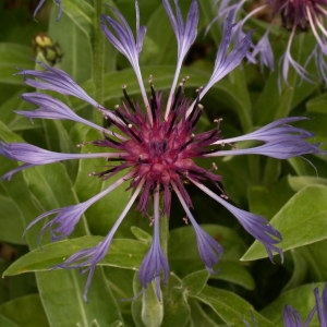 Photographie n°82200 du taxon Centaurea montana L. [1753]