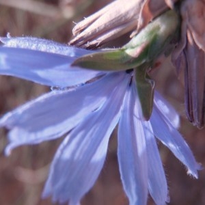 Photographie n°82208 du taxon Cichorium intybus L. [1753]