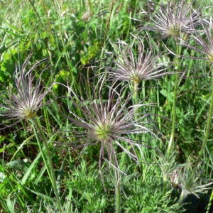 Anemone pulsatilla L. subsp. pulsatilla var. pulsatilla