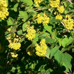 Photographie n°82222 du taxon Berberis vulgaris L. [1753]