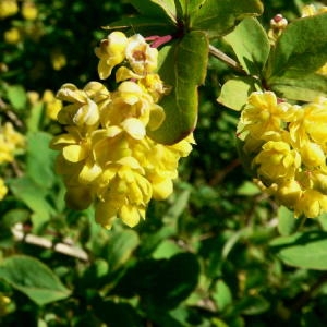 Berberis vulgaris L. (Épine-vinette)