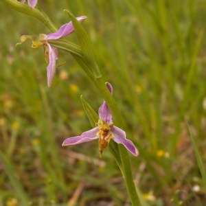 Photographie n°82224 du taxon Ophrys apifera var. trollii (Hegetschw.) Rchb.f. [1851]