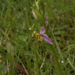  - Ophrys apifera var. trollii (Hegetschw.) Rchb.f. [1851]