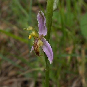  - Ophrys apifera var. trollii (Hegetschw.) Rchb.f. [1851]