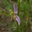  Jean Claude Estatico - Ophrys apifera var. trollii (Hegetschw.) Rchb.f. [1851]