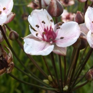 Photographie n°82231 du taxon Butomus umbellatus L. [1753]