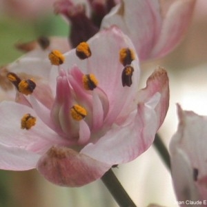 Photographie n°82232 du taxon Butomus umbellatus L. [1753]