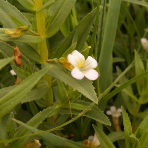 Photographie n°82235 du taxon Gratiola officinalis L. [1753]