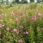  Jean Claude Estatico - Spiraea douglasii Hook. [1832]