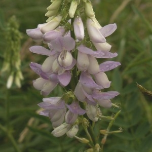 Photographie n°82248 du taxon Galega officinalis L. [1753]