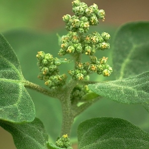 Photographie n°82257 du taxon Chenopodium vulvaria L. [1753]