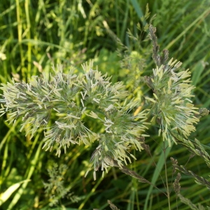 Photographie n°82276 du taxon Dactylis glomerata L. [1753]