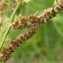  Jean Claude Estatico - Echinochloa crus-galli (L.) P.Beauv. [1812]