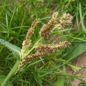 Photographie n°82280 du taxon Echinochloa crus-galli (L.) P.Beauv. [1812]