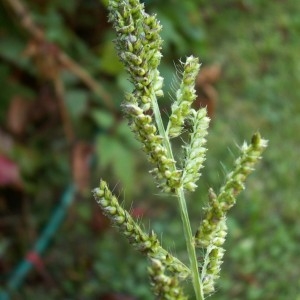 Echinochloa occidentalis (Wiegand) Rydb. (Panic des marais)