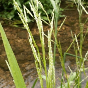 Photographie n°82286 du taxon Glyceria fluitans (L.) R.Br. [1810]