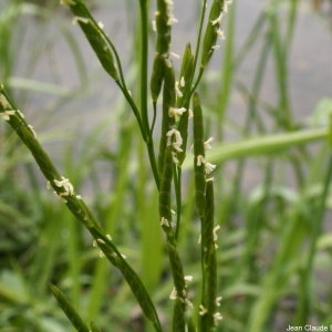 Photographie n°82287 du taxon Glyceria fluitans (L.) R.Br. [1810]